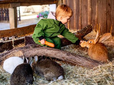 Füttern und Streicheln bei den Kaninchen