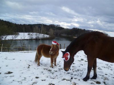 Pferde im Winter