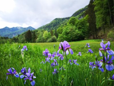 Lilienwiese am Zeller See