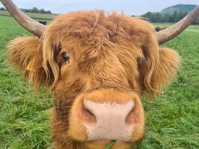 Tiere im Ort