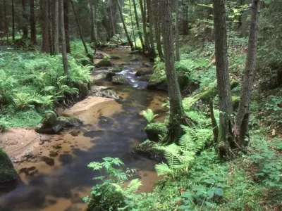 Prädikatswanderweg "Goldsteig"