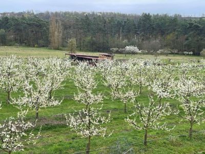 Obstanlage in der Zwetscgenblüte