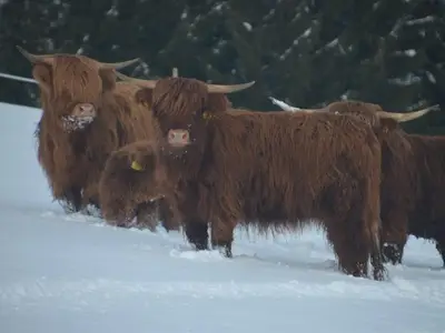 Doppelzimmer für 2 Personen in Vorderstoder 6/10