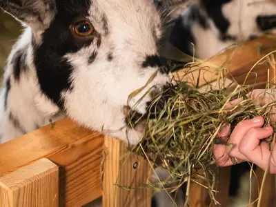 Doppelzimmer für 3 Personen (20 m²) in Vorderstoder 4/10