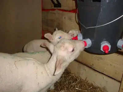 Doppelzimmer für 2 Personen (35 m²) in Vorderstoder 1/10