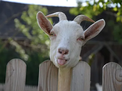 Doppelzimmer für 2 Personen (17 m²) in Weißdorf 1/2