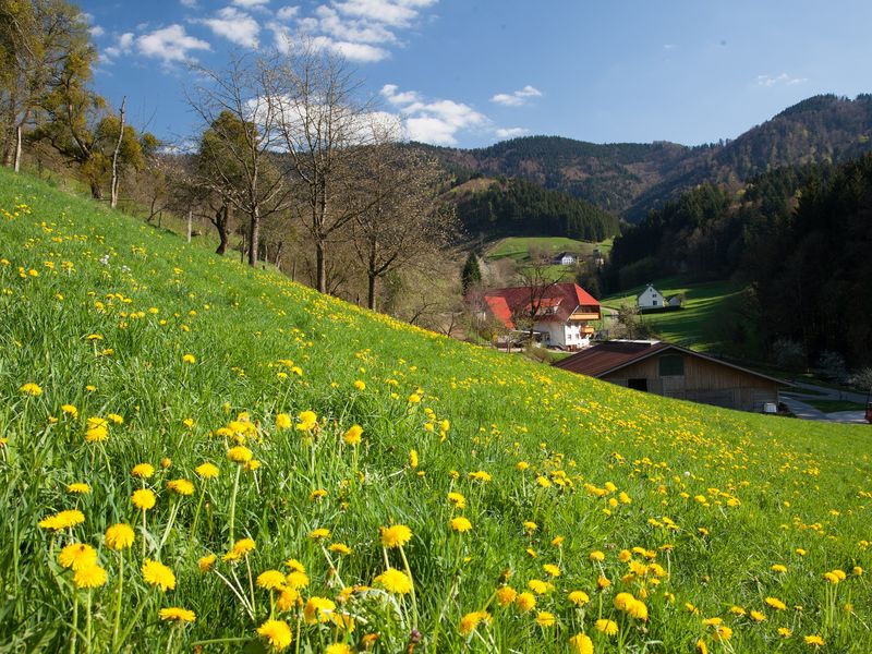 18778003-Doppelzimmer-2-Winden im Elztal-800x600-0