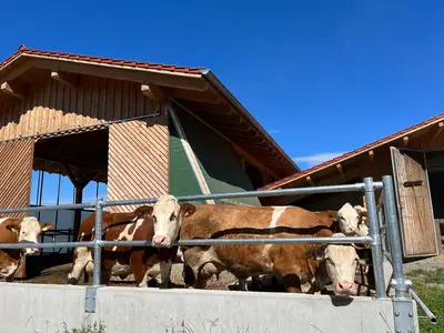 Kühe draußen