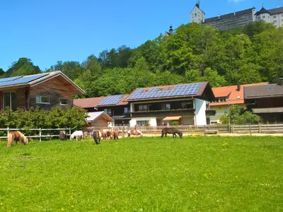 Ponys Kiesmüller