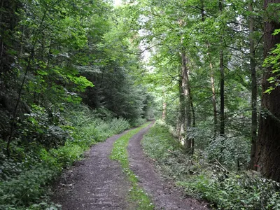 Einzelzimmer für 1 Person in Bad Liebenzell 6/10