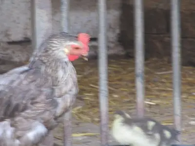 Einzelzimmer für 1 Person (12 m²) in Bad Radkersburg 8/10