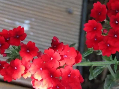 Einzelzimmer für 1 Person (12 m²) in Bad Radkersburg 10/10