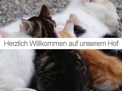 Katzenfamilie