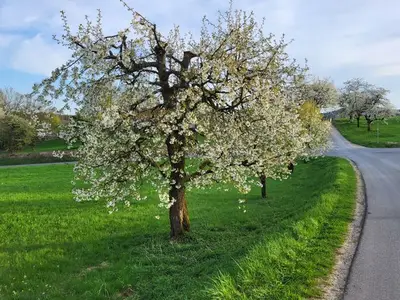 Einzelzimmer für 1 Person (9 m²) in Egloffstein 10/10