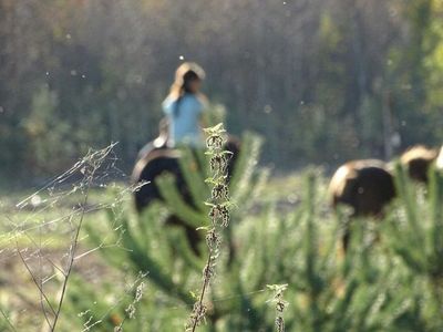 Einzelzimmer für 2 Personen (15 m²) in Elsterheide 2/10