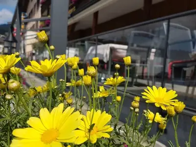 Einzelzimmer für 1 Person in Flims 6/10