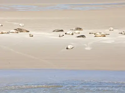 ... entspannte Seehunde