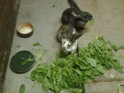 Einzelzimmer für 1 Person (9 m²) in Liesing 5/10