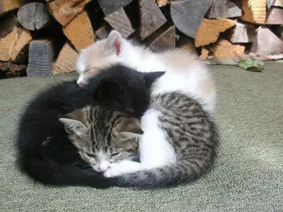 Einzelzimmer für 1 Person (9 m²) in Liesing 7/10