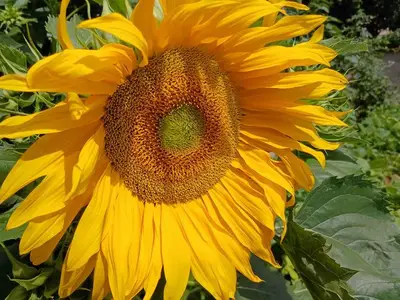 Einzelzimmer für 1 Person (10 m²) in Magdeburg 8/10