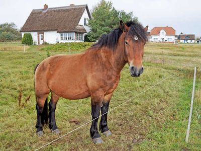 Einzelzimmer für 2 Personen (18 m²) in Neuendorf (Insel Hiddensee) 7/10