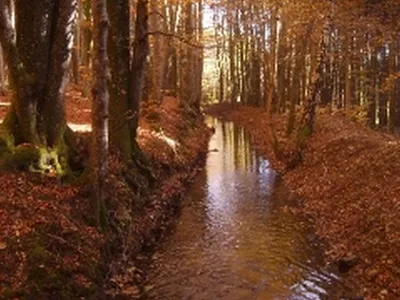 Wald herbst.jpg