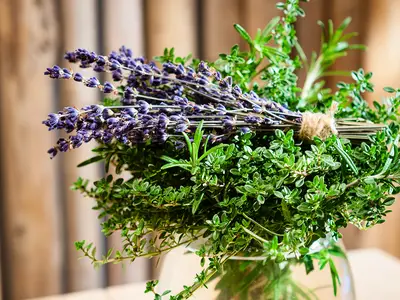 Detail Gänseblümchen