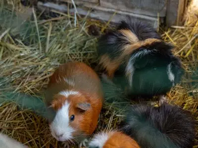 Einzelzimmer für 1 Person (17 m²) in Gurk 8/10