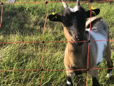 Einzelzimmer für 1 Person (9 m²) in Löbejün 8/10