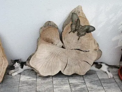 die längste Katze der Welt