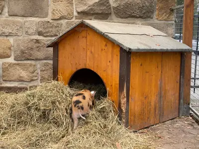 Einzelzimmer für 1 Person (14 m²) in Stolpen 9/10