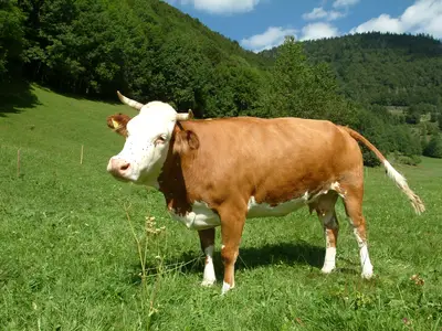 Mitten im Südschwarzwald