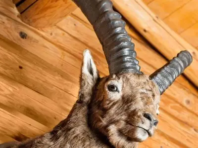 Einzelzimmer für 1 Person in Trin 9/10