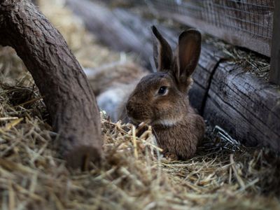 Streichelhase im Stroh