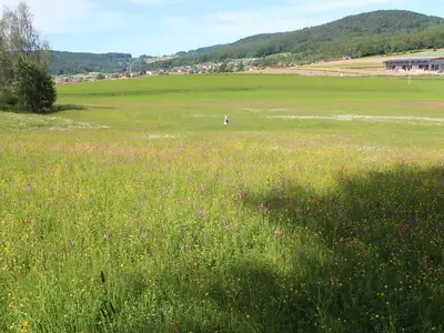 bl-hende-bio-wiesen-1