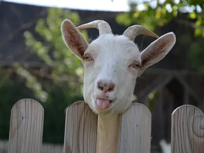 Einzelzimmer für 1 Person in Weißdorf 1/2