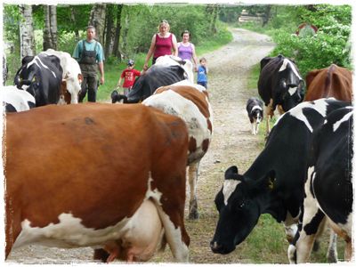 nachmittags werden die Kühe zum Stall getrieben