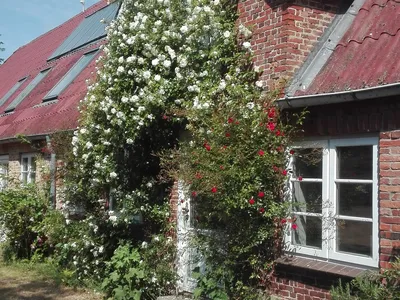 Ferienhaus für 4 Personen (80 m²) in Achtrup 2/10