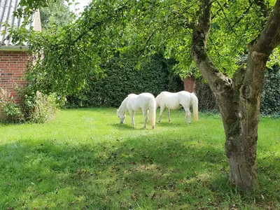 Garten in Emma s Haus