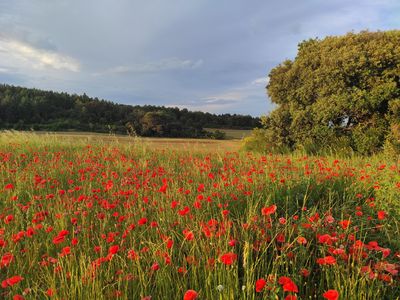 Coquelicots