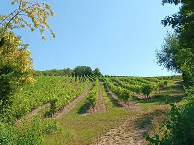 Ferienhaus für 4 Personen (90 m²) in Albig 4/10