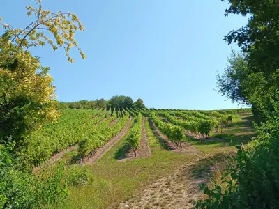 Blick über die Weinberge