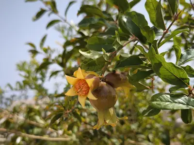 Granatapfel Baum im Garten