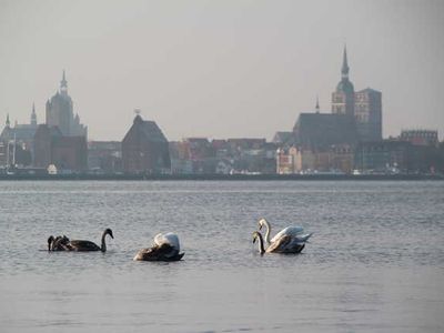 Ferienhaus für 8 Personen (82 m²) in Altefähr auf Rügen 4/10