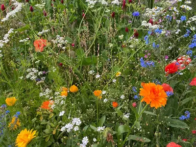 kleine Blumenwiese