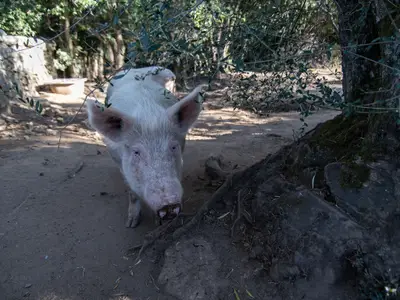 Ferienhaus für 8 Personen (150 m²) in Arzachena 9/10