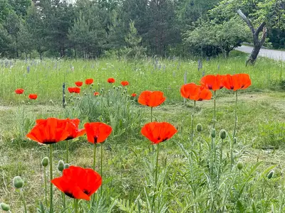 Outdoor