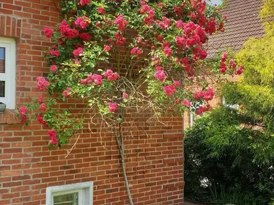 Ferienhaus für 6 Personen (110 m²) in Aurich 8/10