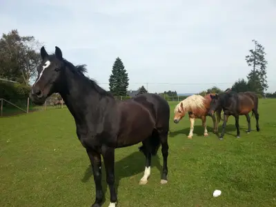 Vier Pferde (Mantras,Charlie, Ramon und Carlos) begrüssen sie