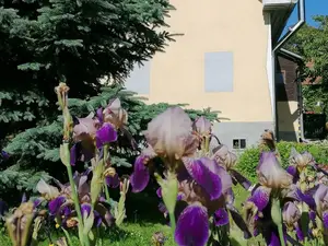 Ferienhaus für 4 Personen (70 m²) in Blumau